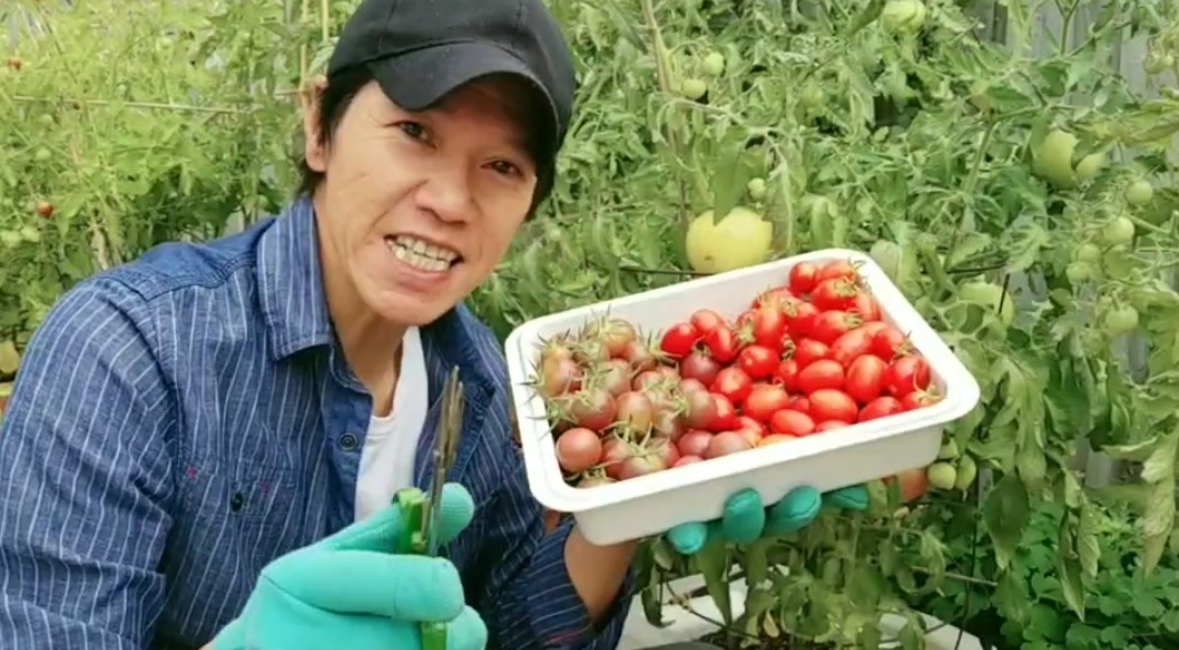 嘉華HandyLam – 今回分享種蕃茄小貼士